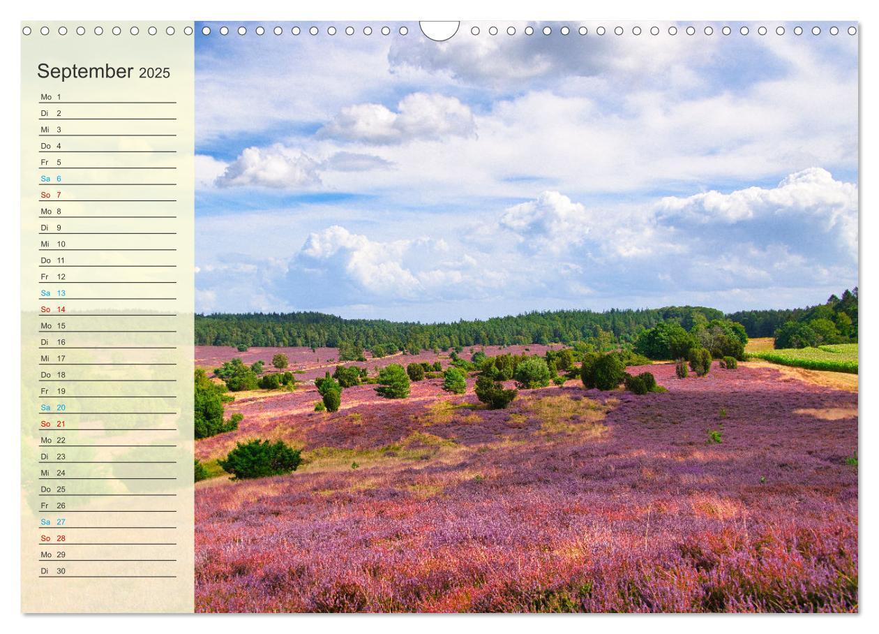 Bild: 9783435091645 | Die Heideblüte (Wandkalender 2025 DIN A3 quer), CALVENDO...