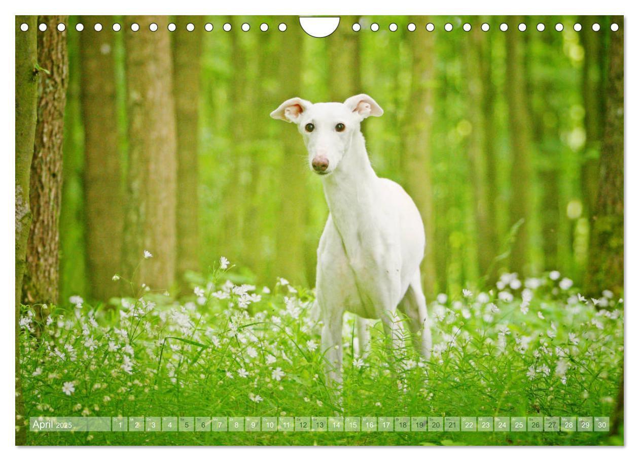 Bild: 9783435441198 | Zauberhafte Windhunde (Wandkalender 2025 DIN A4 quer), CALVENDO...