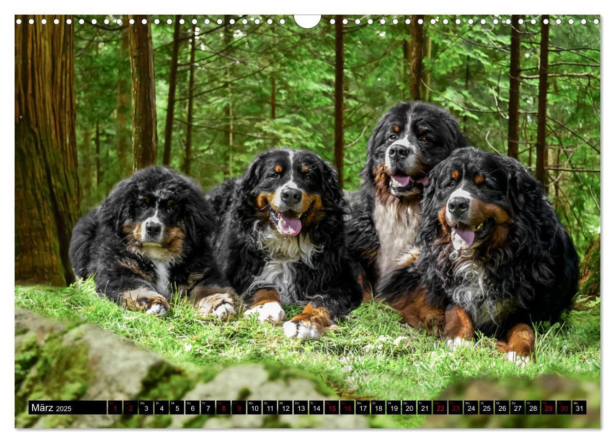 Bild: 9783457182543 | Berner Sennenhunde - Faszinierende Herzensbrecher (Wandkalender...