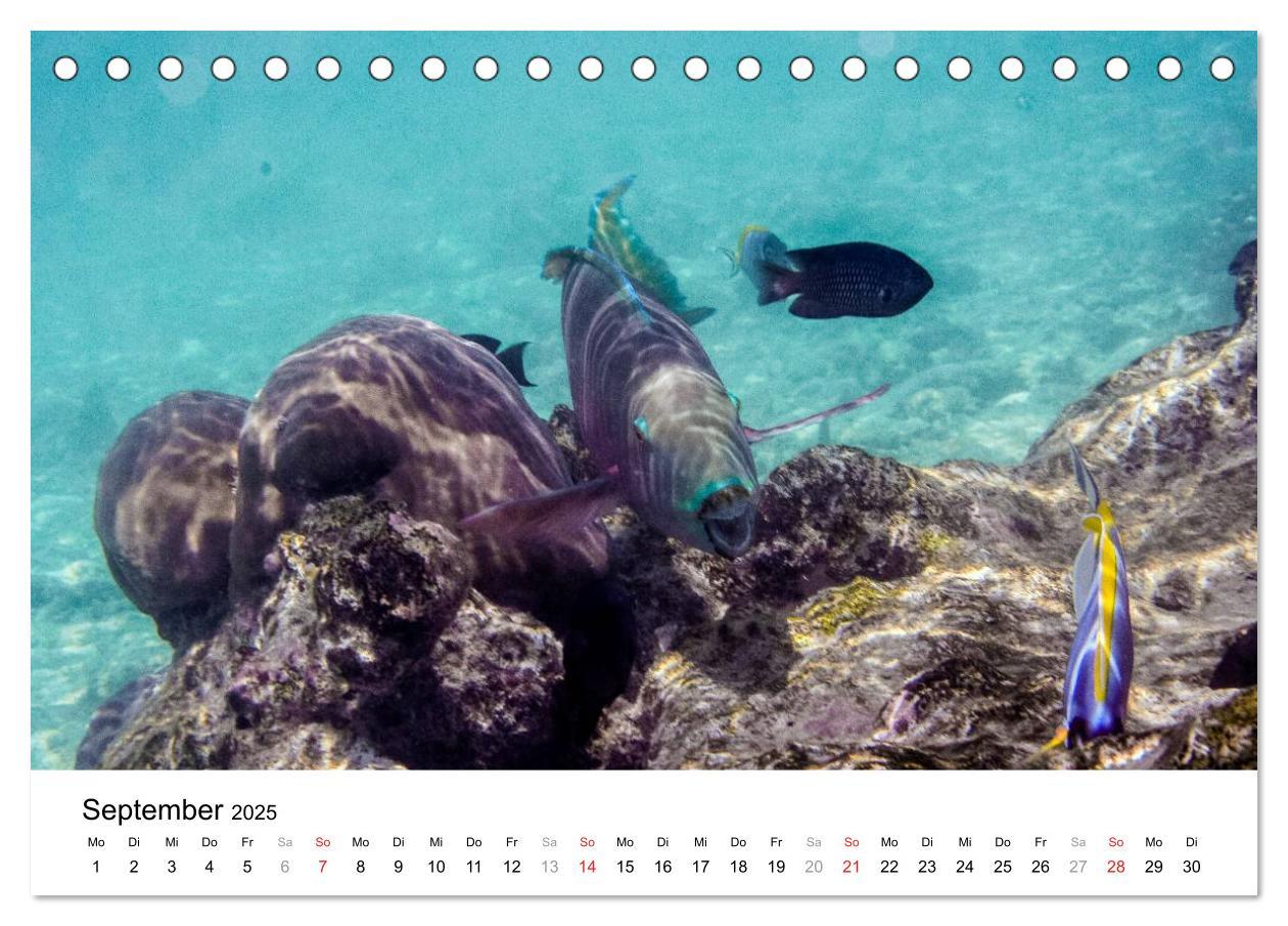 Bild: 9783435808144 | Unterwasserwelt der Malediven I (Tischkalender 2025 DIN A5 quer),...