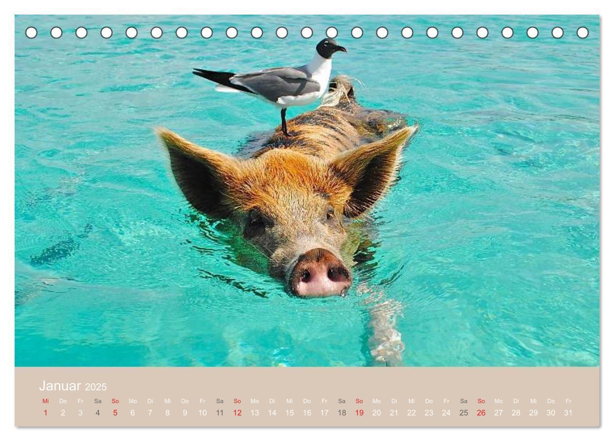 Bild: 9783435738816 | Schwimmende Schweine auf den Bahamas! (Tischkalender 2025 DIN A5...