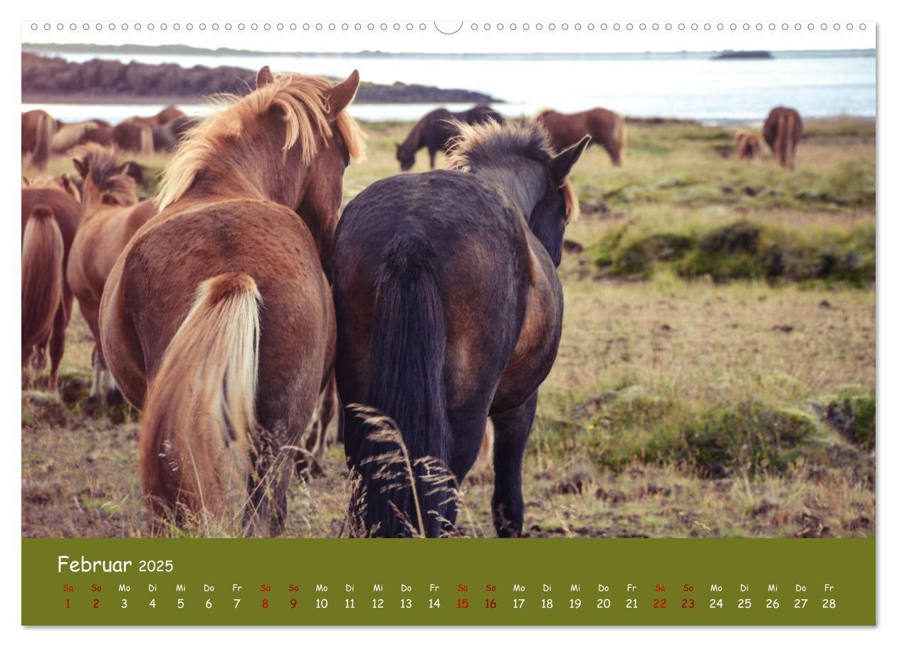 Bild: 9783435071364 | Das Islandpferd (Wandkalender 2025 DIN A2 quer), CALVENDO...