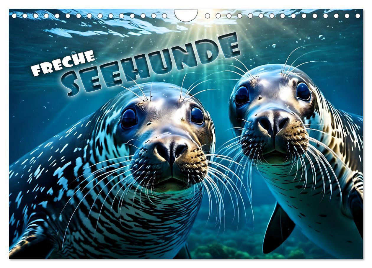 Cover: 9783383838514 | Freche Seehunde (Wandkalender 2025 DIN A4 quer), CALVENDO...