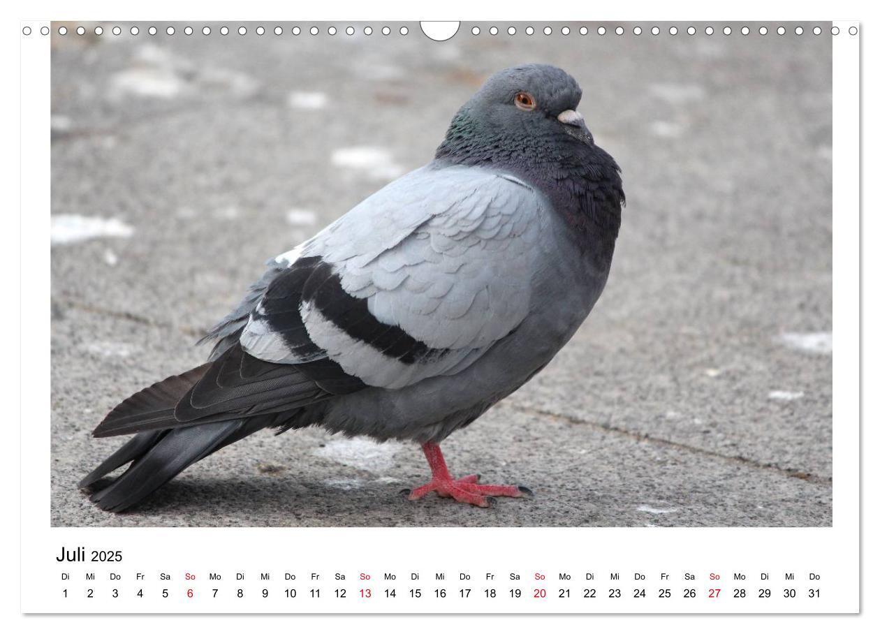 Bild: 9783435756278 | Geliebte Tauben (Wandkalender 2025 DIN A3 quer), CALVENDO...