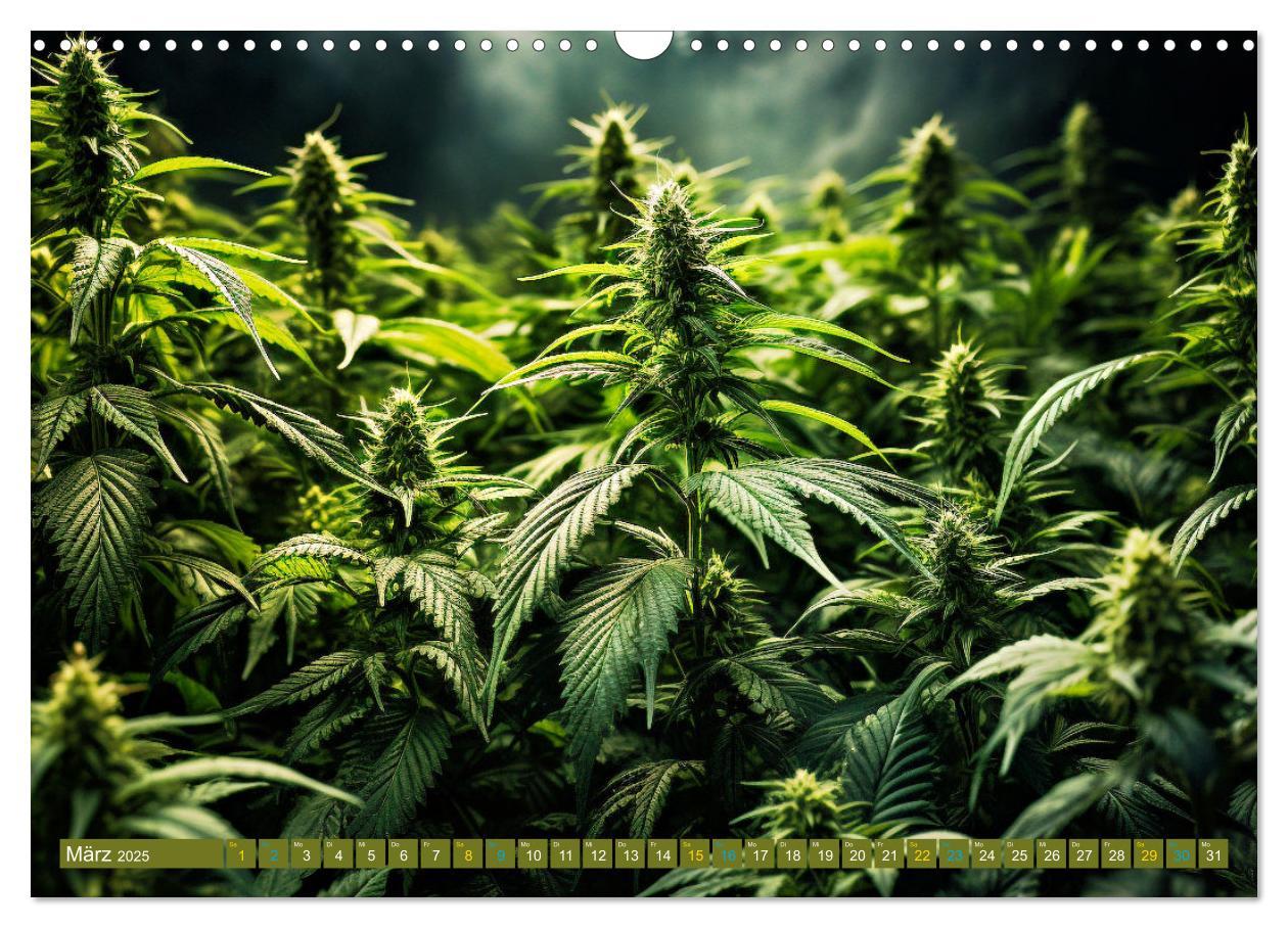 Bild: 9783435696123 | Faszination Cannabis (Wandkalender 2025 DIN A3 quer), CALVENDO...