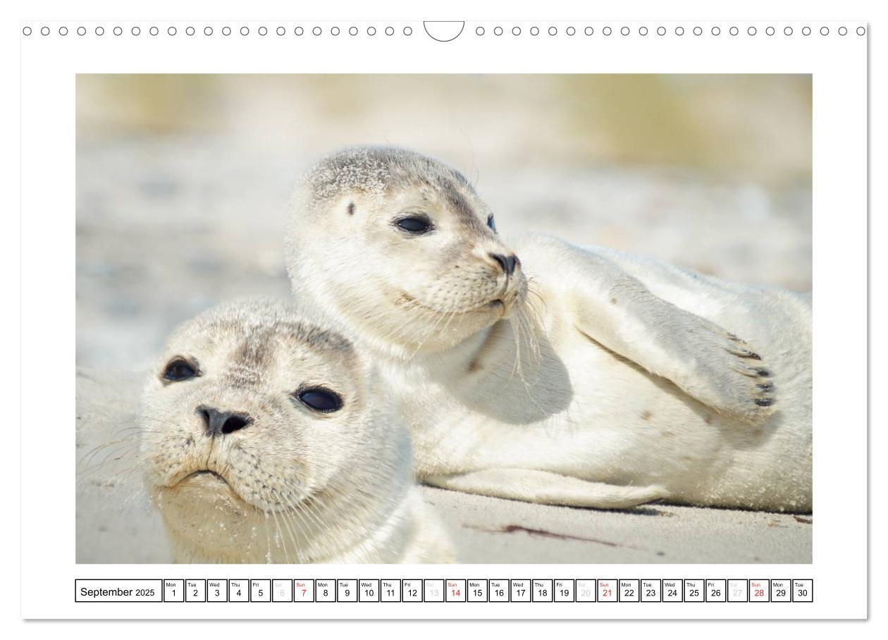 Bild: 9781325938506 | Seals on the Beach (Wall Calendar 2025 DIN A3 landscape), CALVENDO...