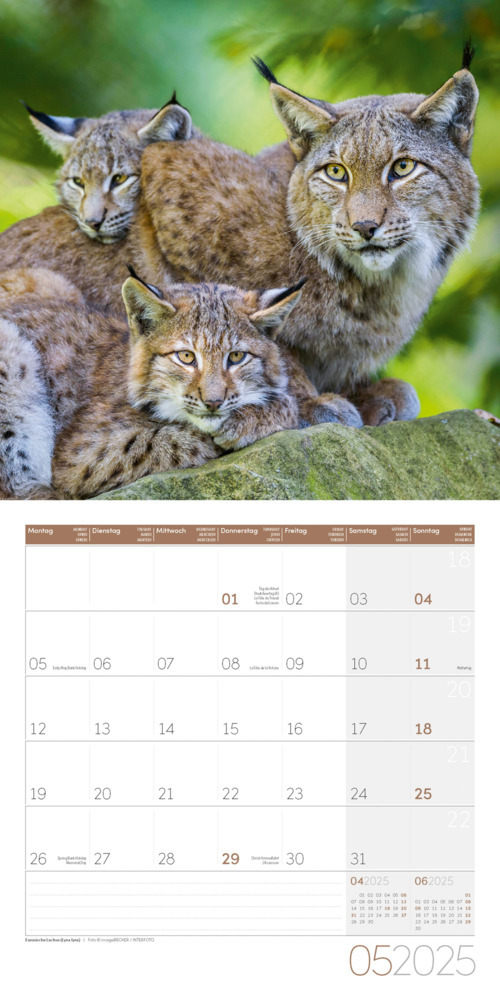 Bild: 9783838445267 | Heimische Wildtiere Kalender 2025 - 30x30 | Ackermann Kunstverlag