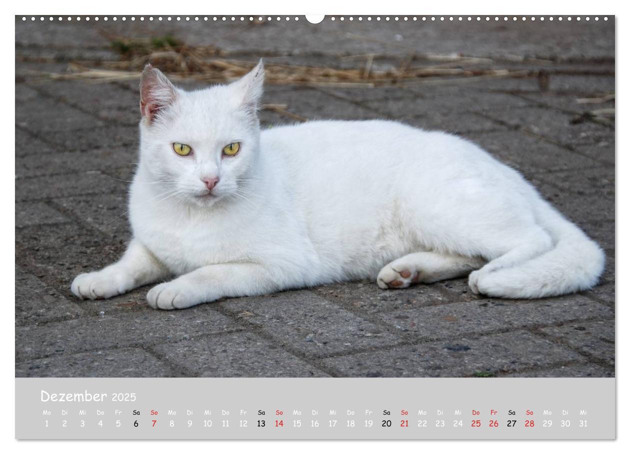 Bild: 9783435787333 | Katzen des Südens (Wandkalender 2025 DIN A2 quer), CALVENDO...