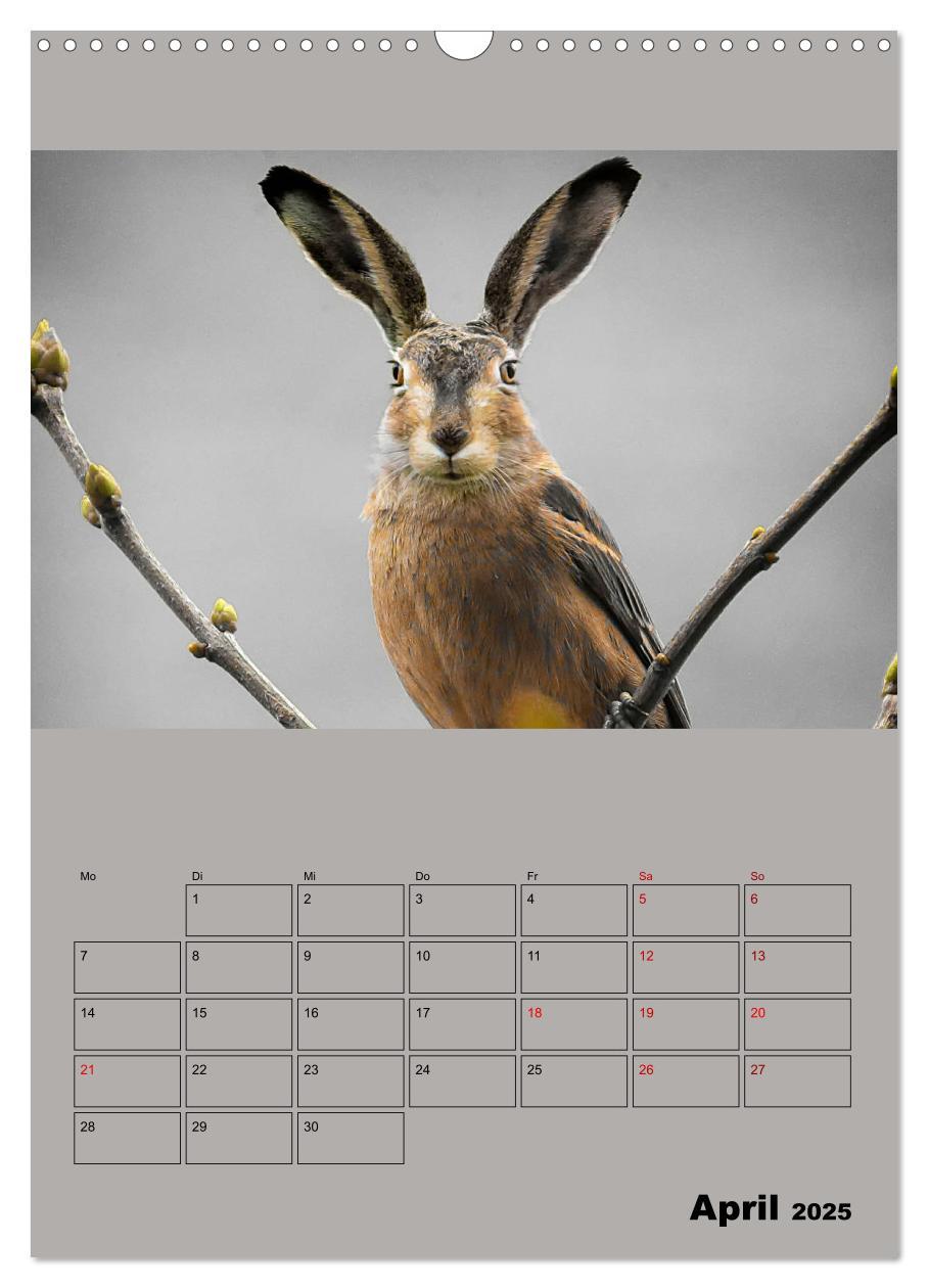 Bild: 9783435979189 | Seltsame Tiere - da stimmt doch was nicht... (Wandkalender 2025 DIN...