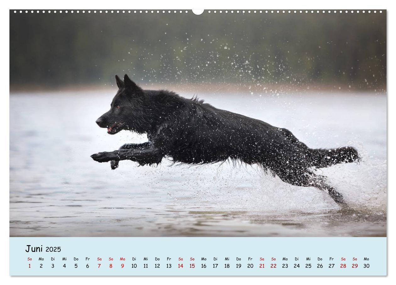 Bild: 9783435350315 | Schäferhunde und Ihre Vielfalt (Wandkalender 2025 DIN A2 quer),...