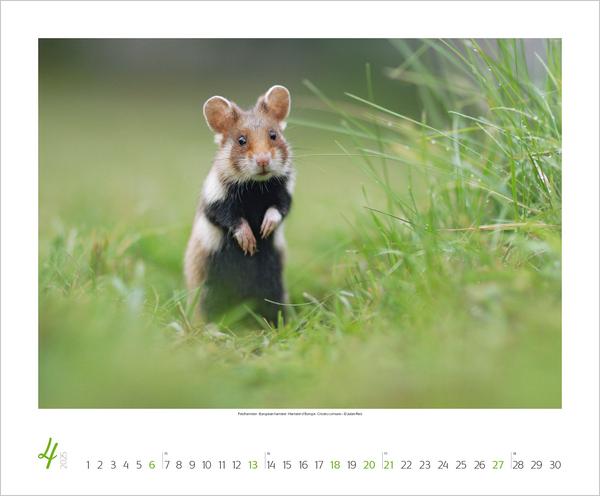 Bild: 9783731879275 | WaldLife 2025 | Verlag Korsch | Kalender | 14 S. | Deutsch | 2025