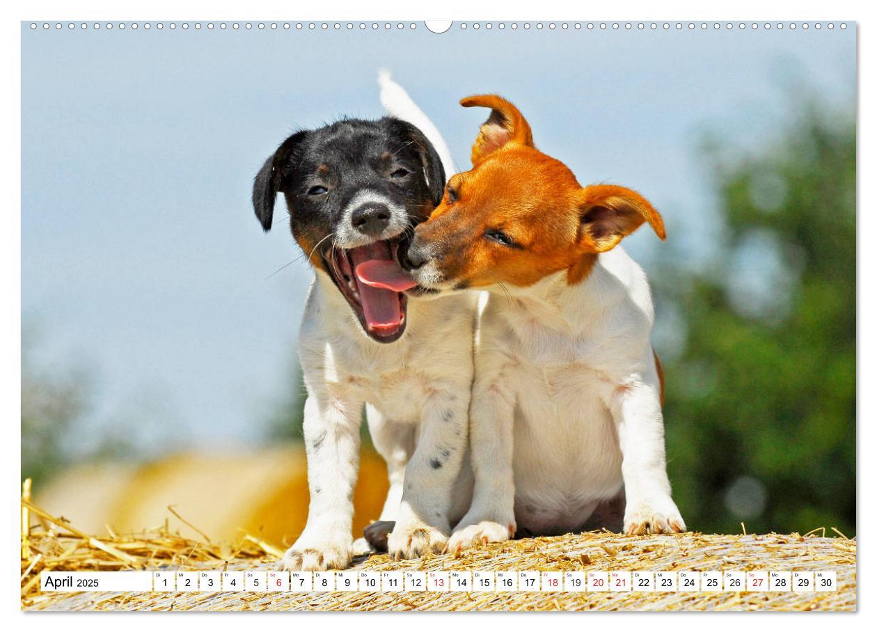 Bild: 9783435250028 | 100000 Volt auf vier Pfoten - Jack und Parson Russell Terrier...