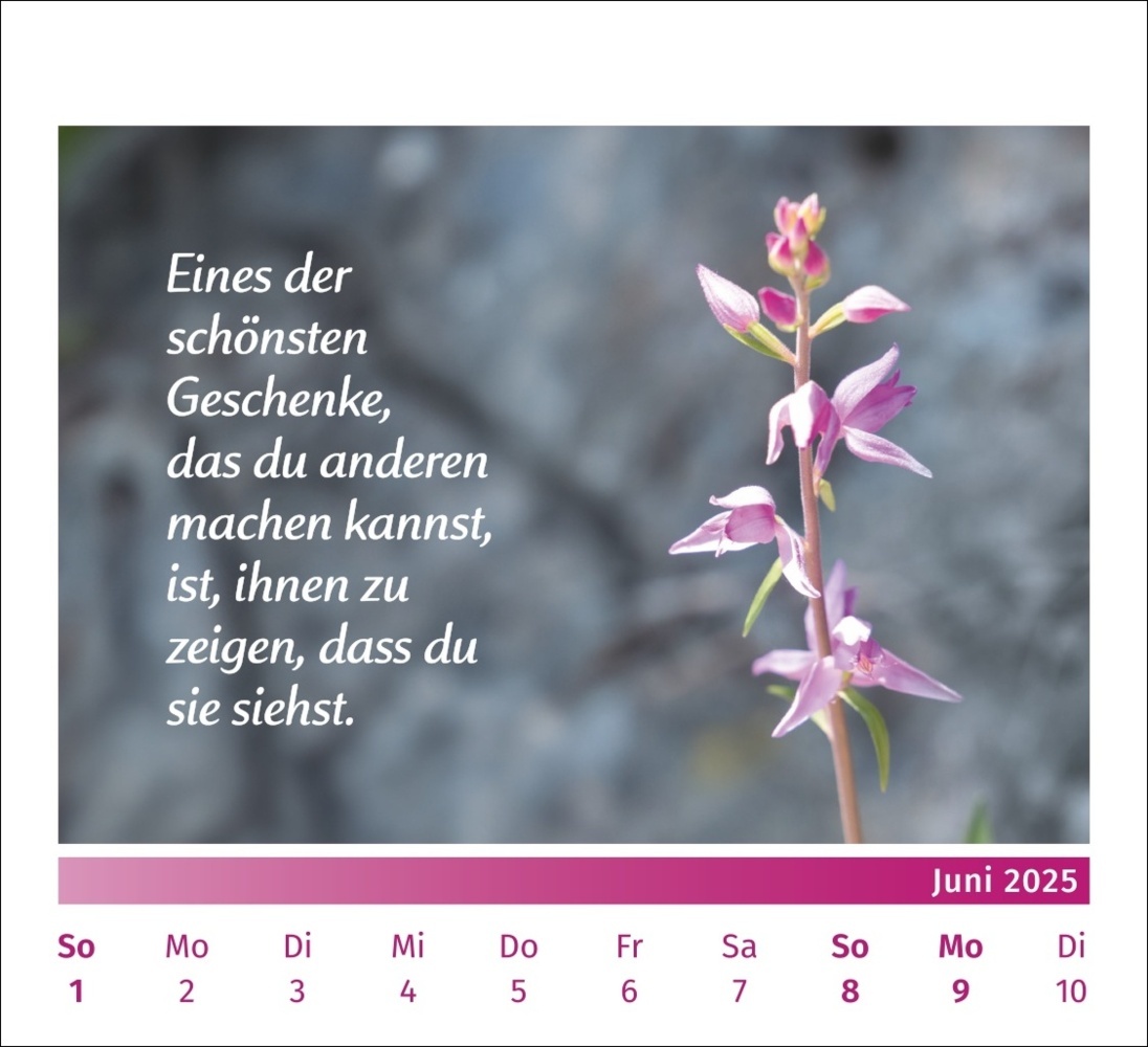 Bild: 9783840196072 | PAL - Der Lebensfreude Tischkalender 2025 | Rolf Merkle Doris Wolf