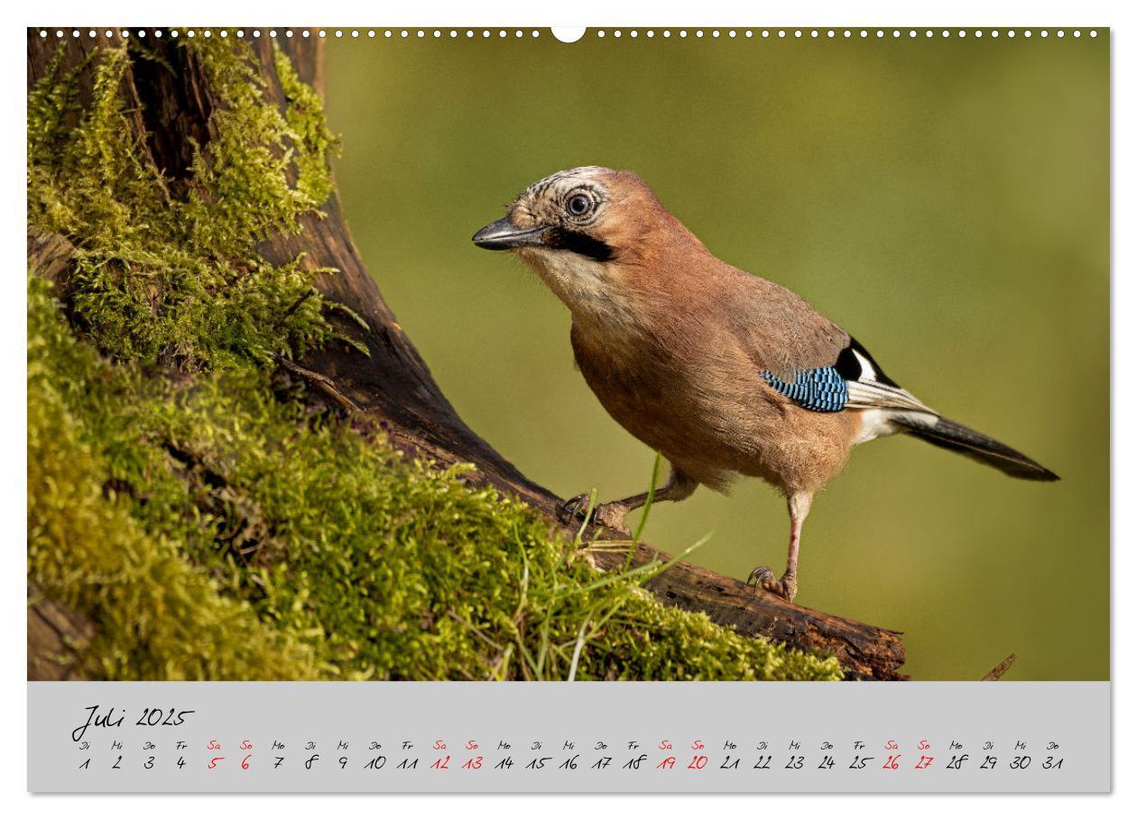 Bild: 9783435059508 | Bunte Vögel am Futterplatz (hochwertiger Premium Wandkalender 2025...