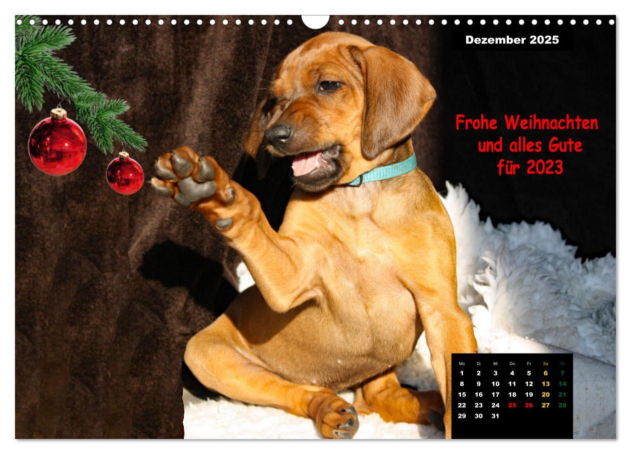 Bild: 9783383939457 | Rhodesian Ridgeback, Charmante Herzensbrecher (Wandkalender 2025...