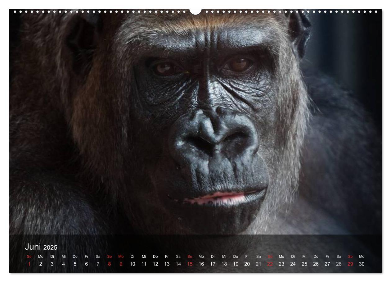 Bild: 9783435623549 | Menschenaffen. Gorillas, Schimpansen, Orang-Utans (Wandkalender...