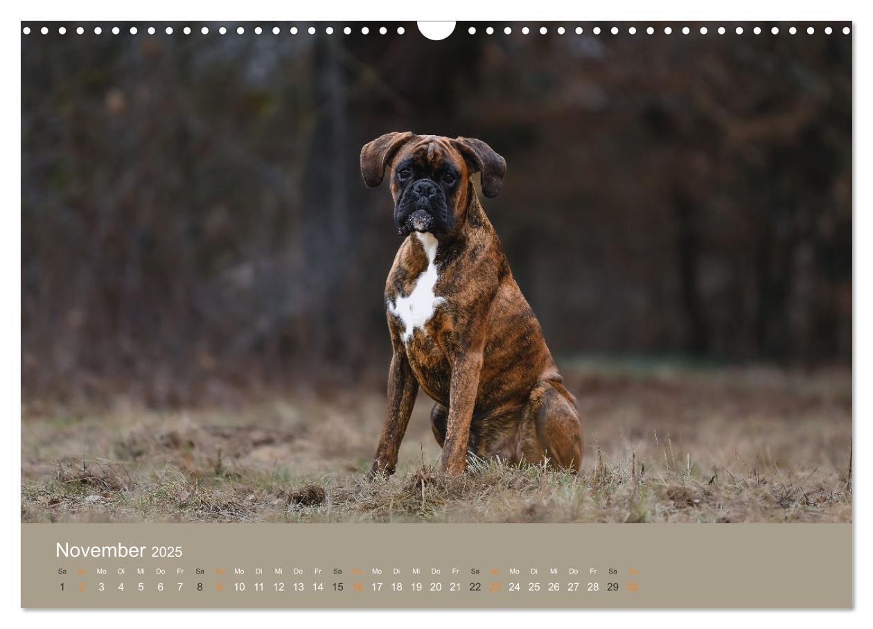 Bild: 9783383926396 | Der Boxer, der beste Hund der Welt (Wandkalender 2025 DIN A3 quer),...