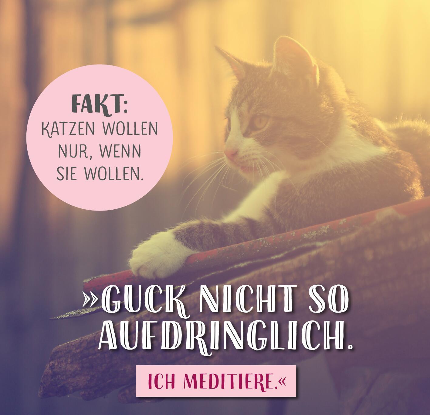 Bild: 9783845855943 | Die ganze Wahrheit über deine Katze | Was Katzen wirklich denken!