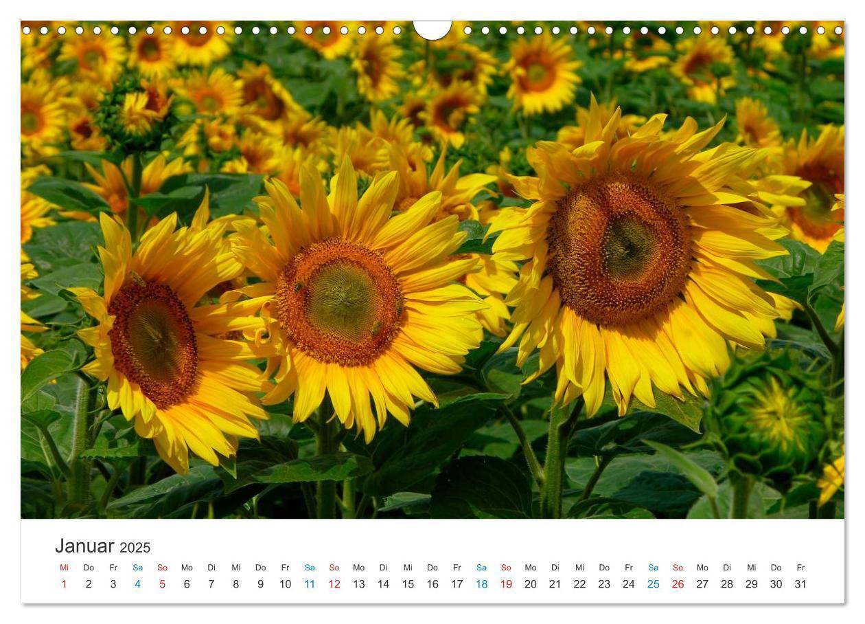 Bild: 9783435788019 | Sonnenblumen 2025 (Wandkalender 2025 DIN A3 quer), CALVENDO...