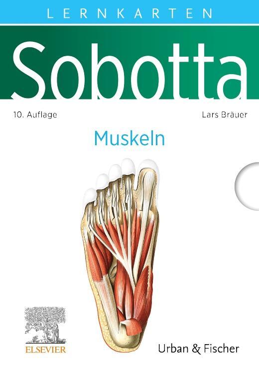 Cover: 9783437411632 | Sobotta Lernkarten Muskeln | Muskeln | Lars Bräuer | Box | Sobotta