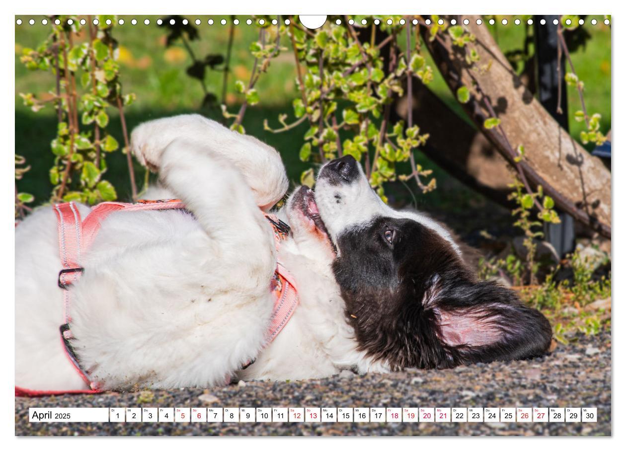 Bild: 9783383893865 | Traumhund Landseer (Wandkalender 2025 DIN A3 quer), CALVENDO...