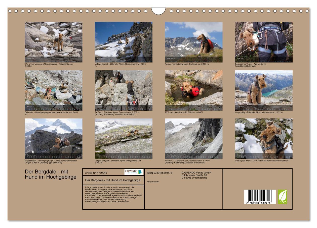 Bild: 9783435559176 | Der Bergdale - mit Hund im Hochgebirge (Wandkalender 2025 DIN A3...