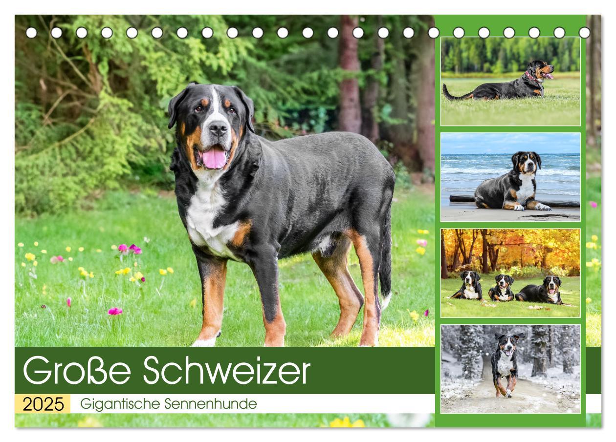 Cover: 9783457218075 | Große Schweizer - Gigantische Sennenhunde (Tischkalender 2025 DIN...