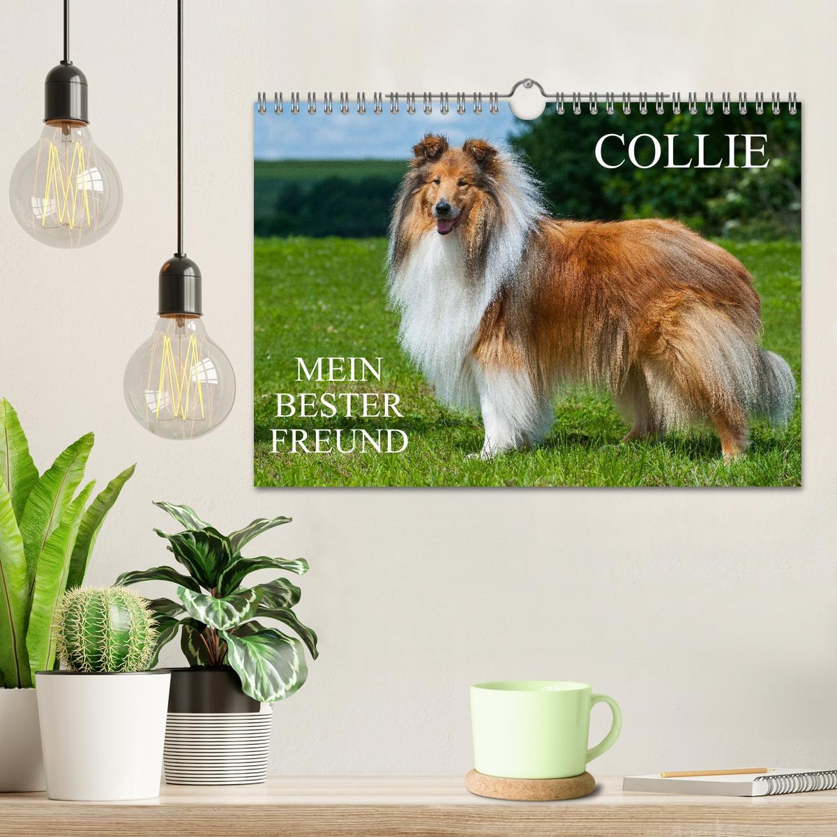 Bild: 9783435569267 | Collie - Mein bester Freund (Wandkalender 2025 DIN A4 quer),...