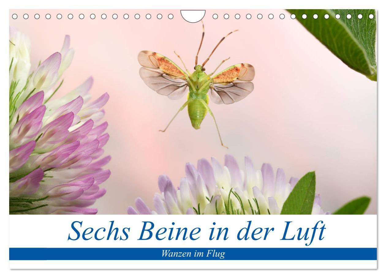 Cover: 9783435220182 | Sechs Beine in der Luft - Wanzen im Flug (Wandkalender 2025 DIN A4...