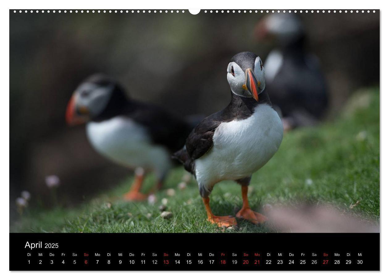 Bild: 9783435715084 | Papageientaucher 2025 (Wandkalender 2025 DIN A2 quer), CALVENDO...