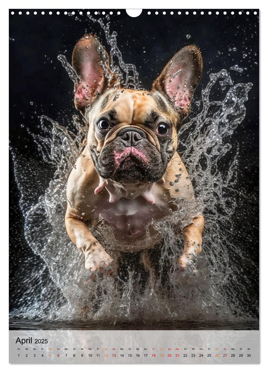 Bild: 9783435881048 | Französische Bulldogge - ein Hund für die Familie (Wandkalender...