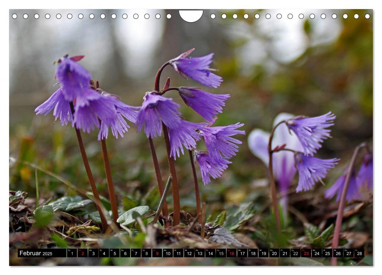 Bild: 9783435724666 | Meine 12 schönsten Alpenblumen (Wandkalender 2025 DIN A4 quer),...