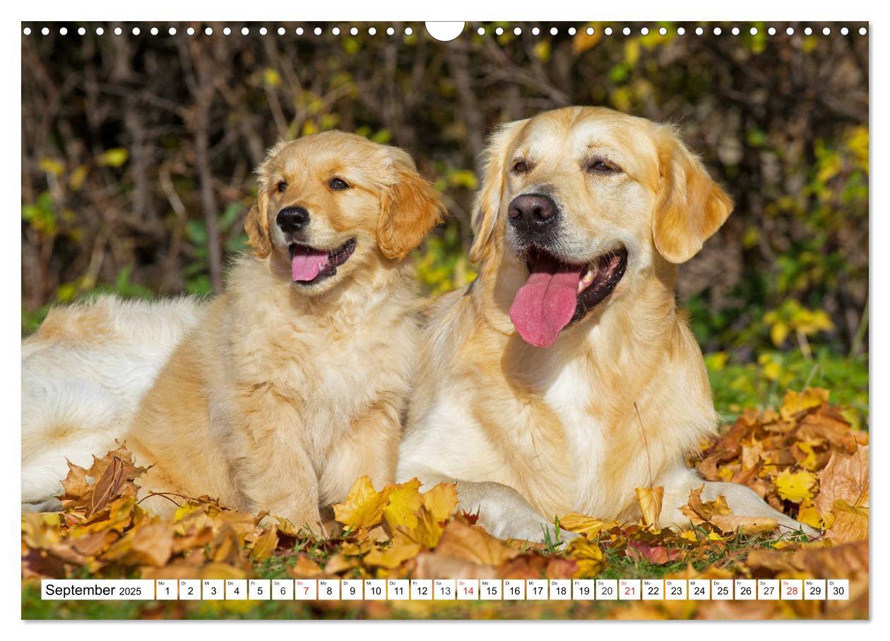 Bild: 9783435213801 | Goldige Herzensbrecher - Golden Retriever Welpen (Wandkalender 2025...