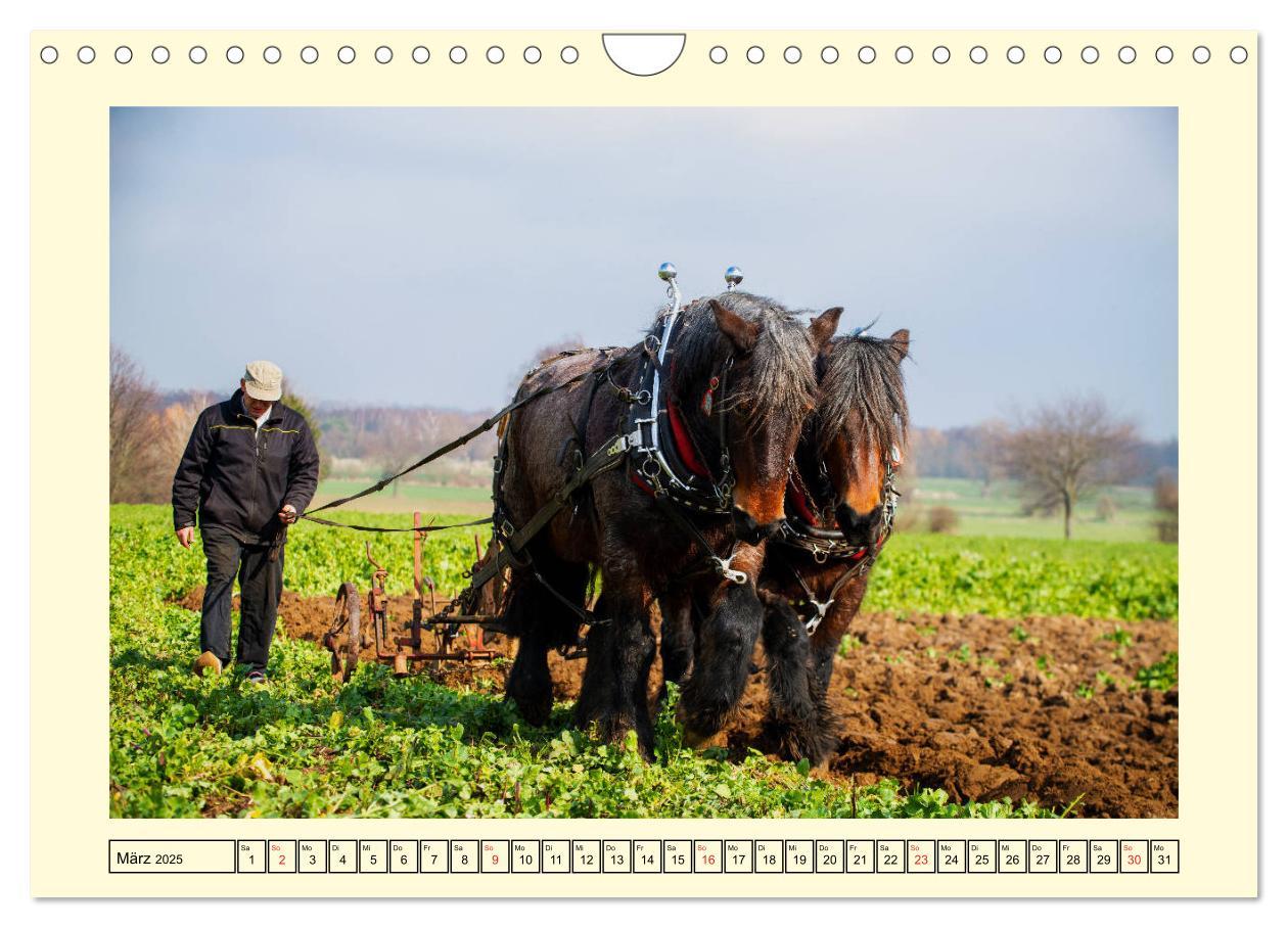 Bild: 9783435102174 | Arbeitspferde - Alltag des belgischen Kaltbluts (Wandkalender 2025...