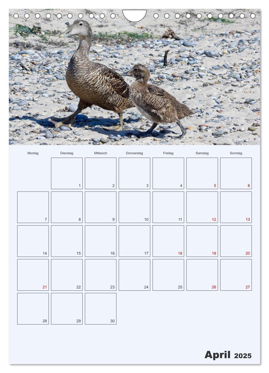 Bild: 9783435869565 | Wildes Leben auf Helgoland (Wandkalender 2025 DIN A4 hoch),...