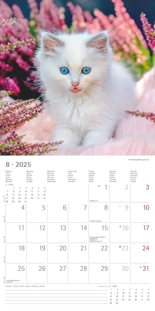 Bild: 4251732340681 | Katzenbabys 2025 - Broschürenkalender 30x30 cm (30x60 geöffnet) -...