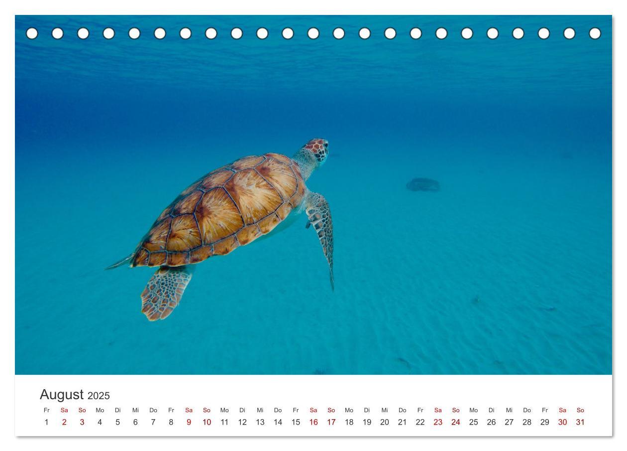 Bild: 9783383996610 | Schildkröten - Die gepanzerten Tiere. (Tischkalender 2025 DIN A5...