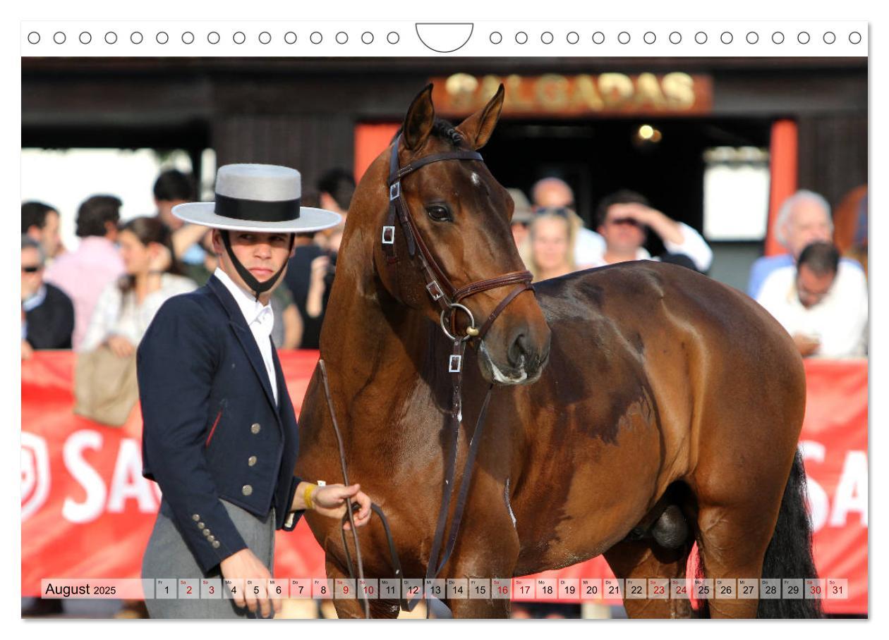 Bild: 9783435426348 | Portugal - Pferdefestival von Golegã (Wandkalender 2025 DIN A4...