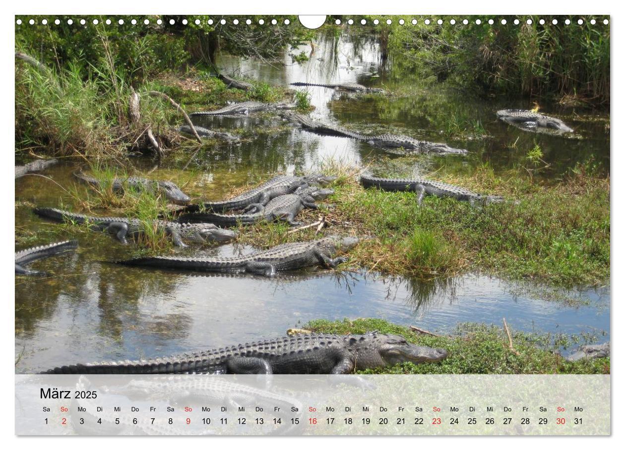 Bild: 9783435600878 | Große Echsen. Krokodile und Alligatoren (Wandkalender 2025 DIN A3...