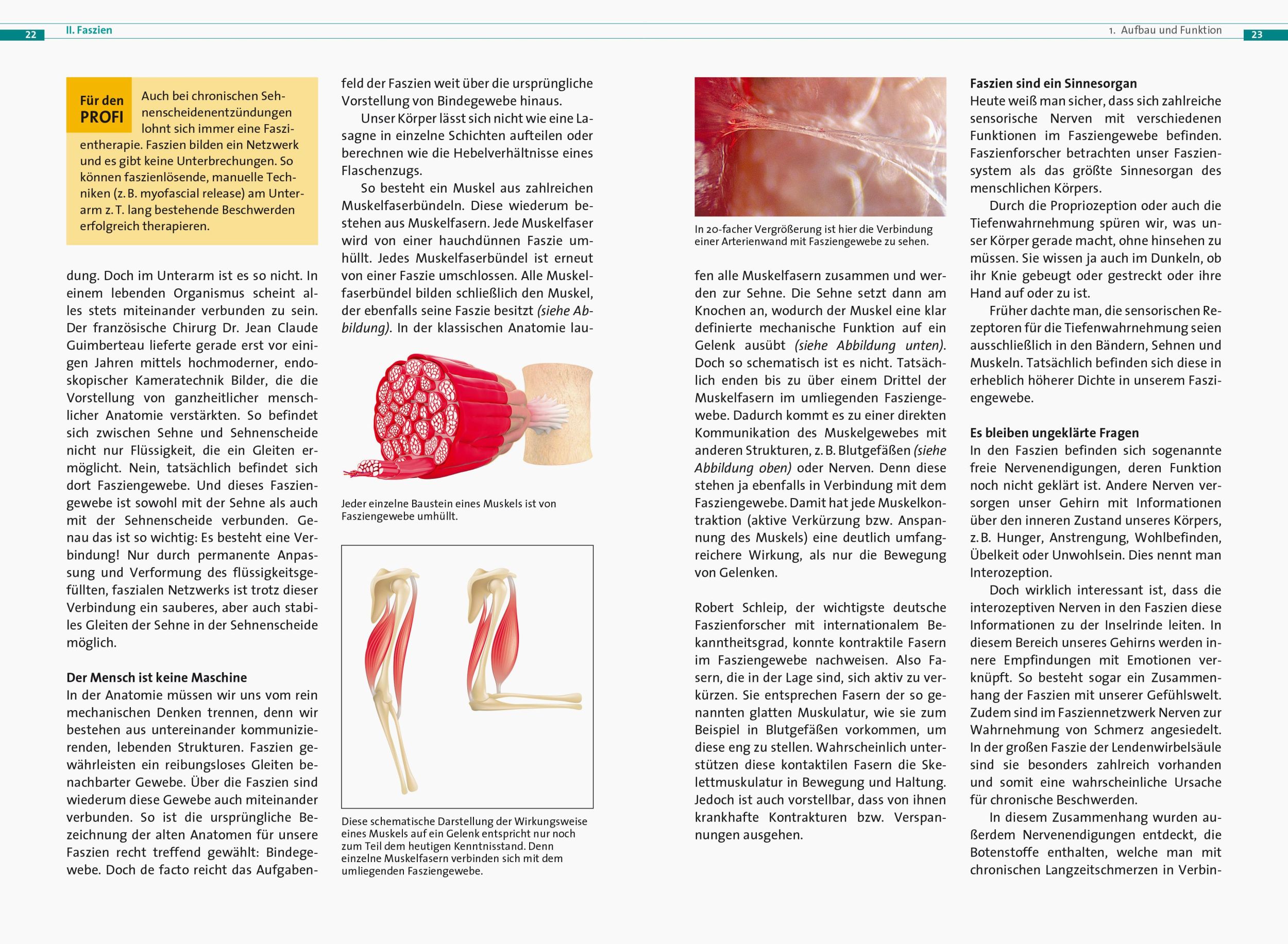 Bild: 9783767912403 | Fasziale Schwungbewegungen | Stefan Wegener | Taschenbuch | 160 S.