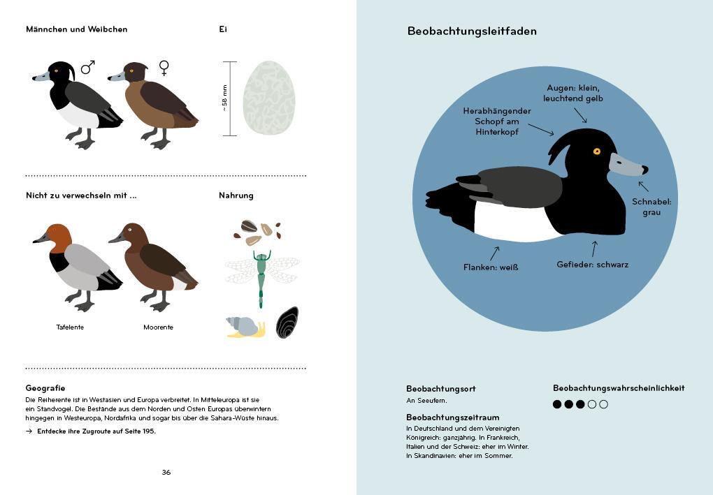 Bild: 9783907293034 | Ornithorama | Ein Flug durch die wunderbare Vogelwelt | Lisa Voisard