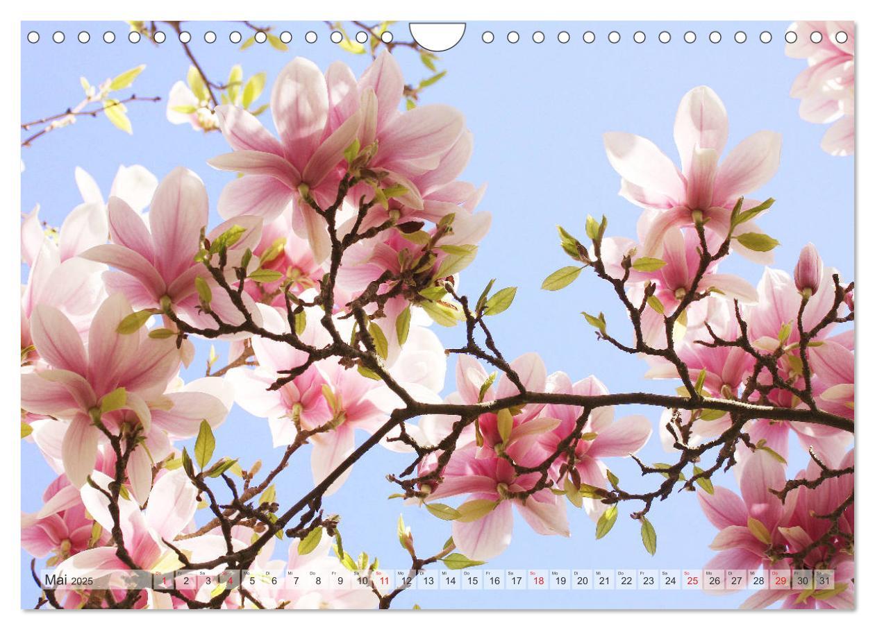 Bild: 9783435240357 | Magnolien Ein Blütenrausch (Wandkalender 2025 DIN A4 quer),...