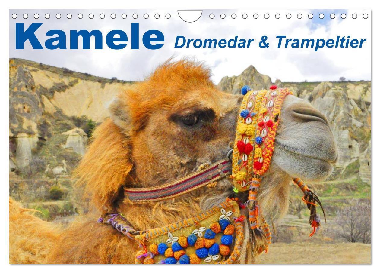 Cover: 9783435739813 | Kamele ¿ Dromedar &amp; Trampeltier (Wandkalender 2025 DIN A4 quer),...