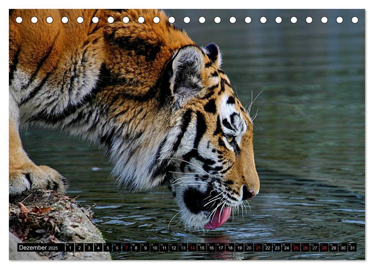 Bild: 9783435832361 | Tiger - die leisen Jäger des Dschungels (Tischkalender 2025 DIN A5...