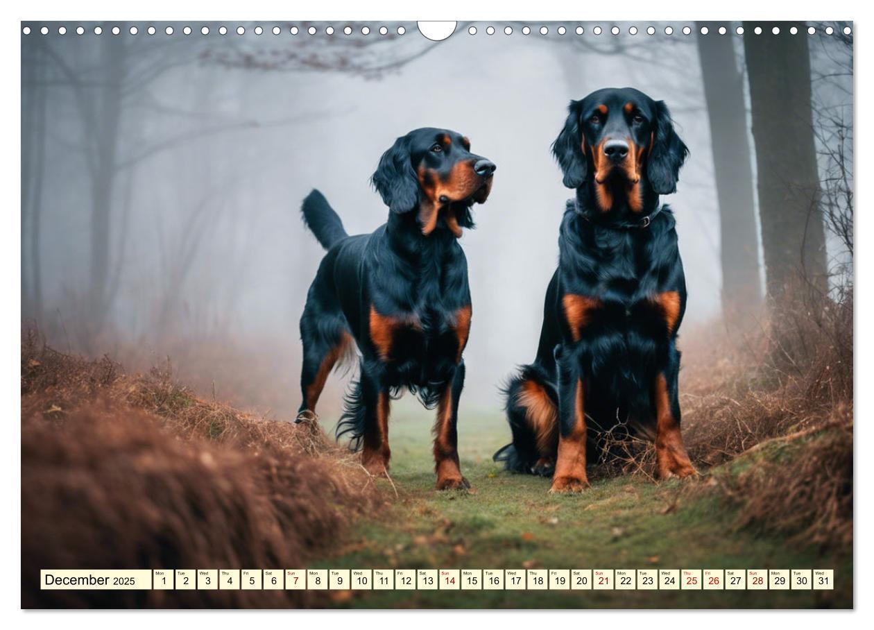 Bild: 9781325979608 | Gordon Setter - elegant powerhouse (Wall Calendar 2025 DIN A3...