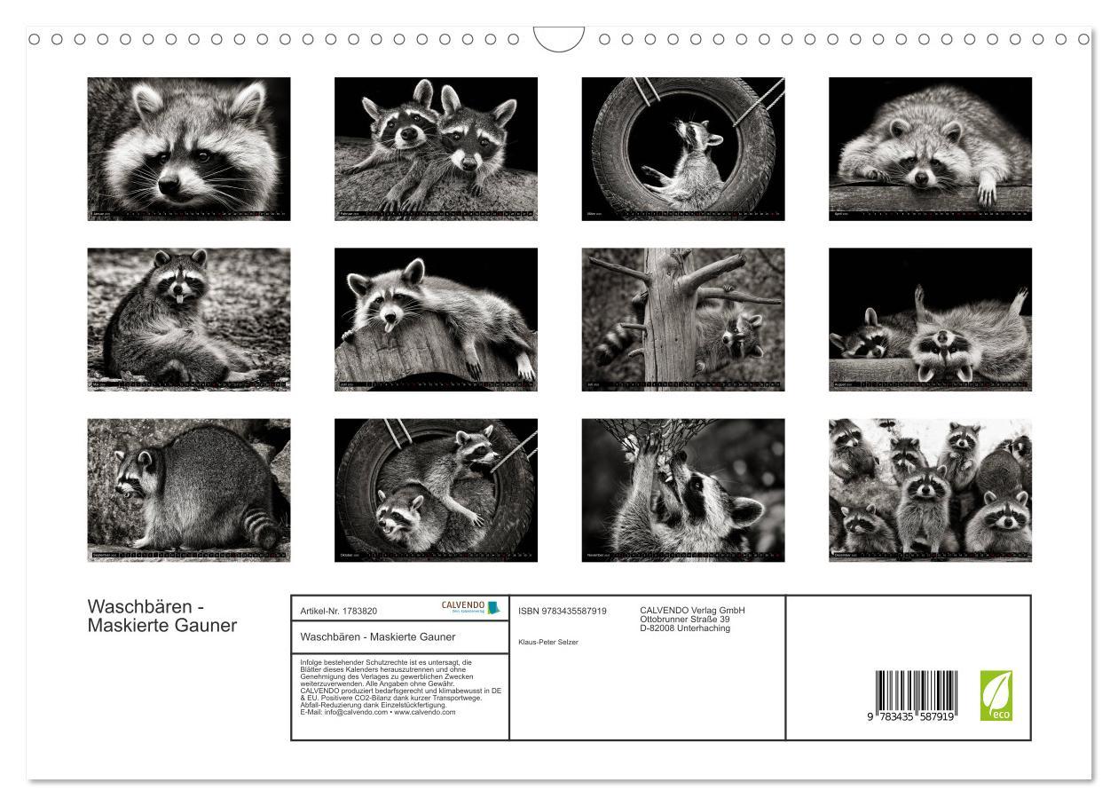 Bild: 9783435587919 | Waschbären - Maskierte Gauner (Wandkalender 2025 DIN A3 quer),...