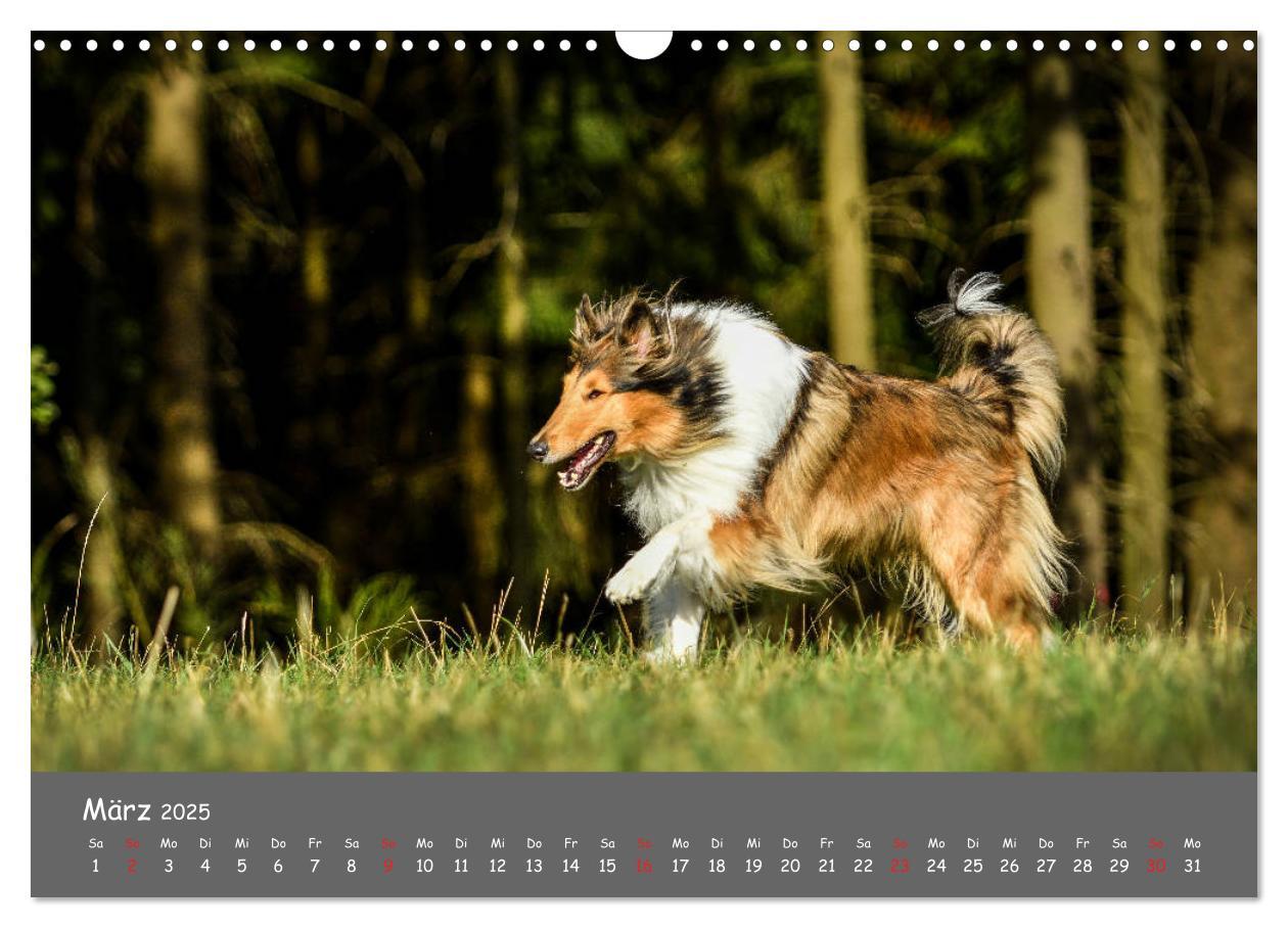 Bild: 9783435314089 | Einmal Collie - immer Collie (Wandkalender 2025 DIN A3 quer),...