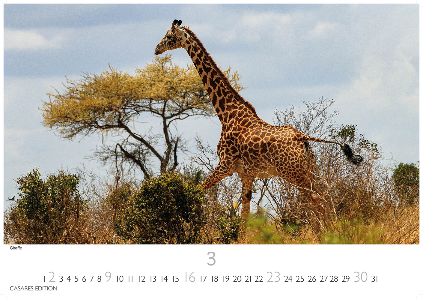 Bild: 9781835240601 | Kenia/Serengeti 2025 L 35x50cm | Kalender | 14 S. | Deutsch | 2025