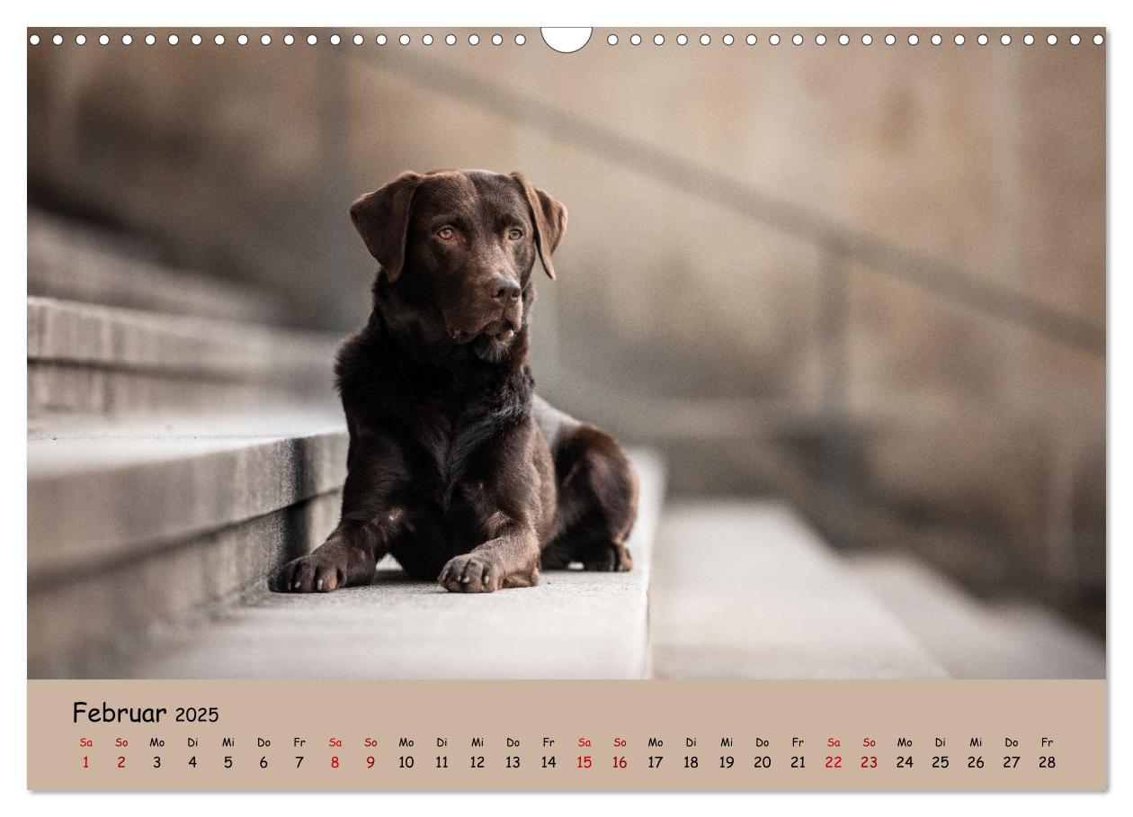 Bild: 9783383960284 | Labrador Retriever - Vielfalt auf Vier Pfoten (Wandkalender 2025...