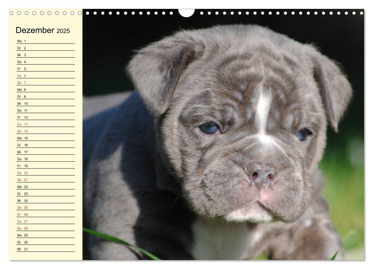 Bild: 9783435534456 | Bulldoggen-Moppelchen (Wandkalender 2025 DIN A3 quer), CALVENDO...